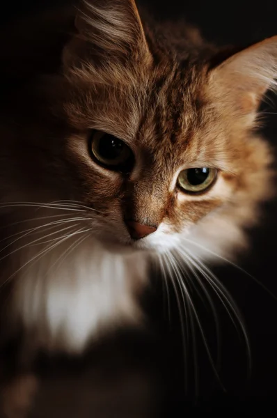 bir kedinin Studio fotoğraf