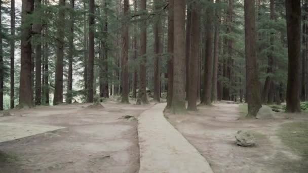 Walk in the forest park. Smooth camera flight in a pine forest — Stok video