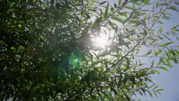 Luz solar a través del follaje de un árbol video en cámara lenta — Vídeos de Stock