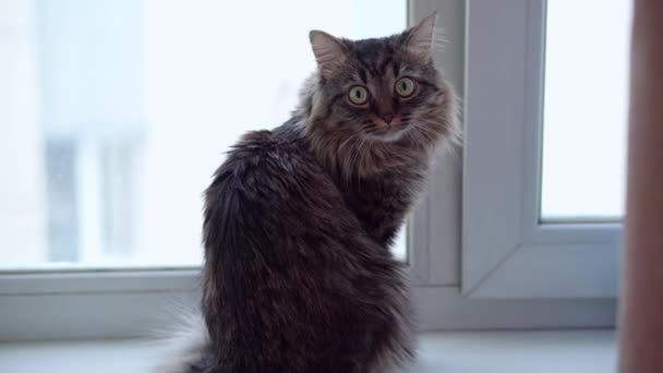 Gato doméstico mirando por la ventana — Vídeo de stock