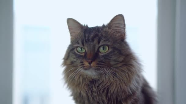 Kucing domestik berinteraksi dengan pemilik tatapan — Stok Video