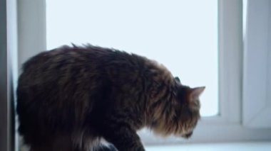 Evcil bir kedi yeni bir ev keşfediyor. Yeni bir dairedeki yeni yerleri inceliyor