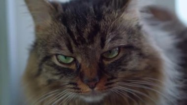 Pencere kenarındaki evcil kedi pencereden dışarı bakıyor. Kapat.