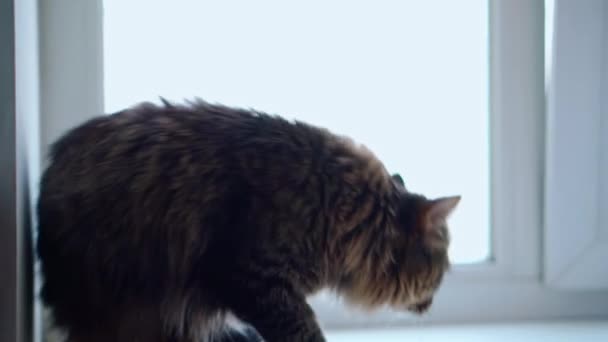 Seekor kucing domestik sedang menjelajahi rumah baru. Memeriksa tempat-tempat baru di apartemen baru — Stok Video