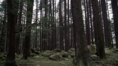 Manali Halk Parkı Hindistan Himachal Pradesh