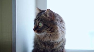 The cat looks at something attentively and curiously from around the corner