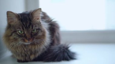 Evcil hayvan hayatı. Kedi pencere pervazında oturuyordu. Orta plan