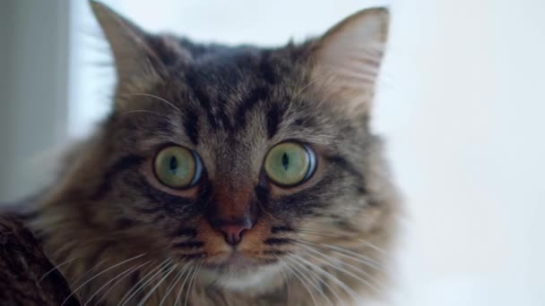 The life of pets. The cat looks out the window close-up — Stockvideo
