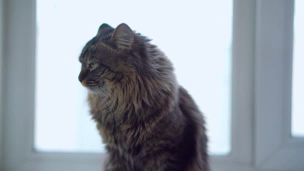 The domestic cat does not want to be filmed. Turns away from the camera lens — Stock videók