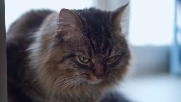 Pet life. The cat is sitting on the windowsill. Close Up — Video Stock