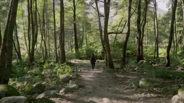 Um homem caminhando através de um bosque nas montanhas Vídeo De Stock