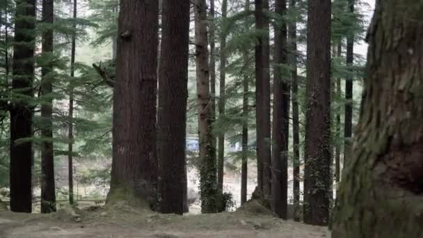 Floresta de coníferas. Himalaias, parque público. Manali, Himachal Pradesh — Vídeo de Stock