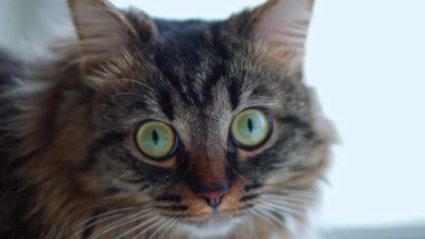 Cat belenéz a kamera lencséjébe közelről — Stock videók