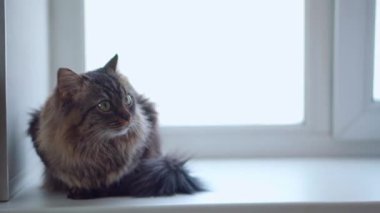 Evcil hayvan hayatı. Kedi pencere eşiğinde oturuyor.