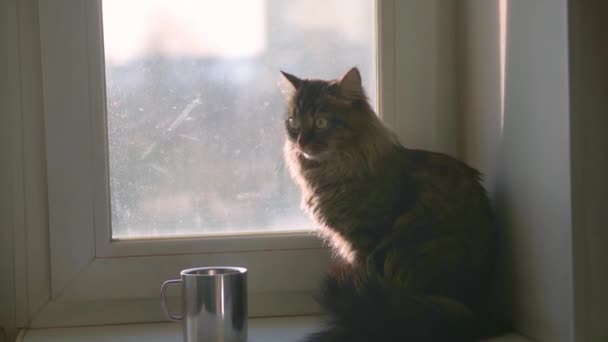Vida de mascotas. El gato está sentado en el alféizar de la ventana. Plano medio — Vídeos de Stock