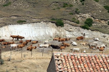 Cows Gudar mountains landscape Teruel Aragon Spain