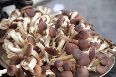 Yenilebilir mantar (Xerocomus badius)