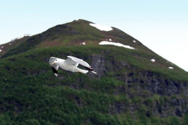 Seagulls, Geirangerfjord, Region Sogn og Fjordane.,Norway.