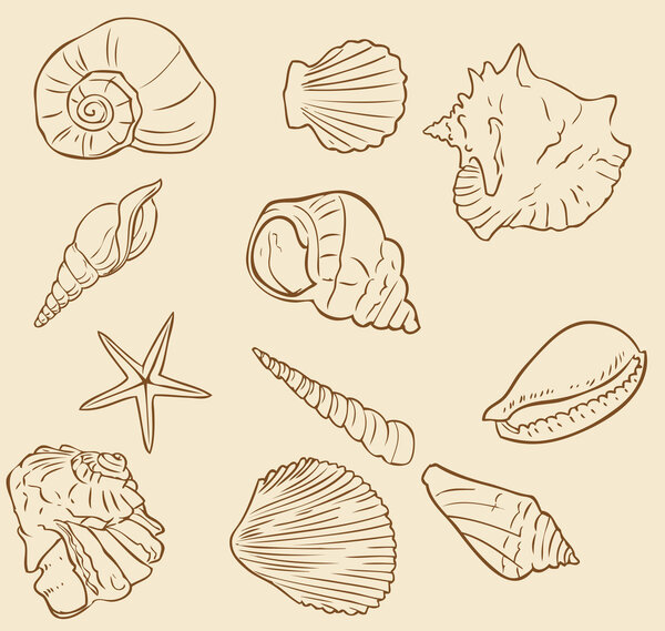 A diverse collection of shells