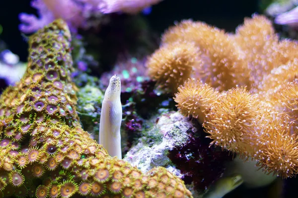 Underwater korallrev liv — Stockfoto