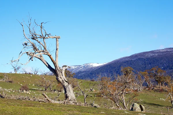 Einsamer Baum auf einem Hügel — Stockfoto
