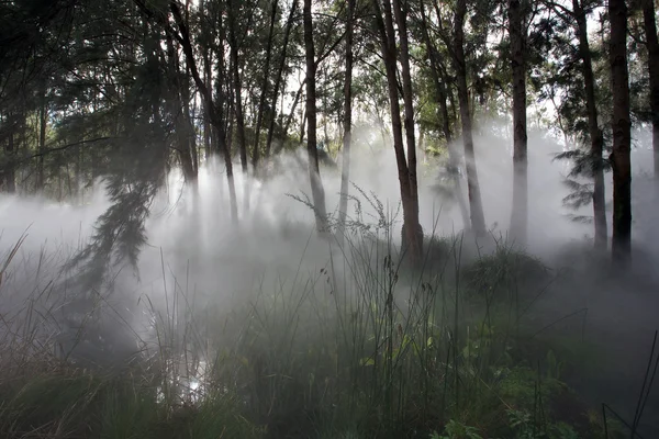 Fog in Forest — Stock Photo, Image