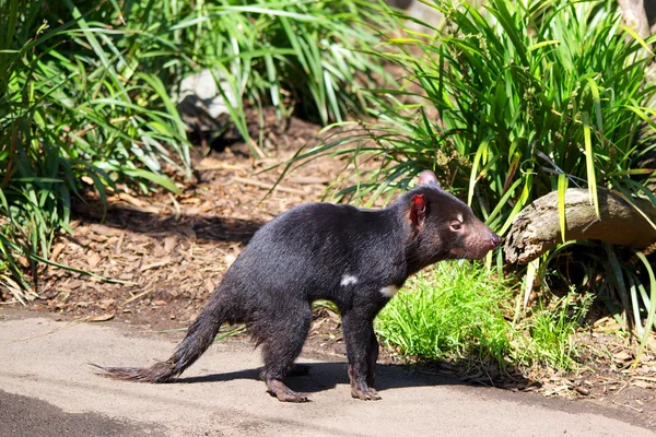 Tasmanian Devil On Road — Stock Photo, Image