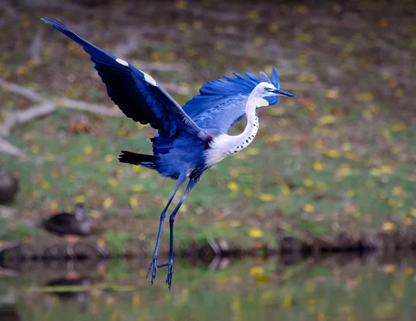 Blå egret — Stockfoto