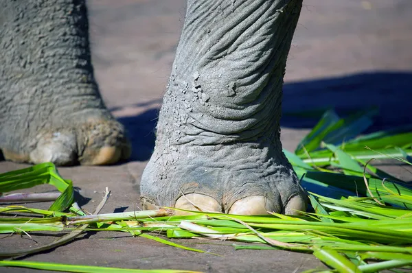 Pied d'éléphant Gros plan — Photo