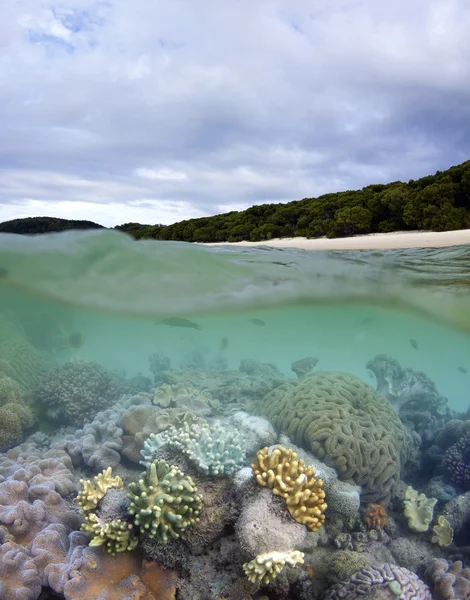 Korálový útes u whitehaven pláže v regionu whitsundays — Stock fotografie