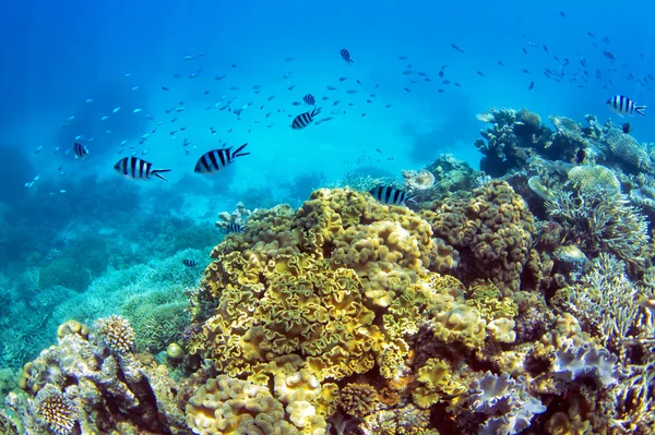 Subaquático no recife de coral — Fotografia de Stock