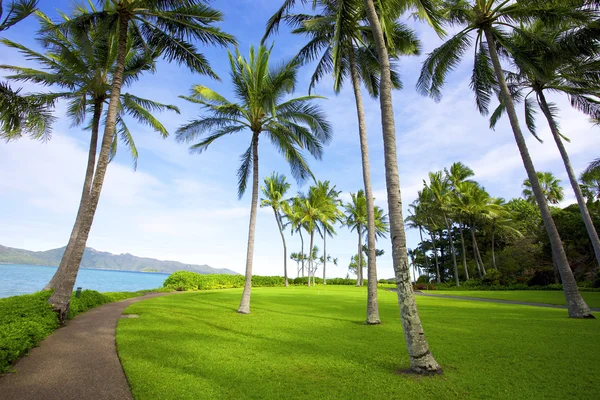 Tropické stromy na island resort — Stock fotografie