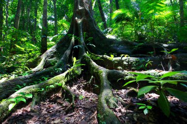 Ancient Rainforest Tree In Daintree Forest clipart