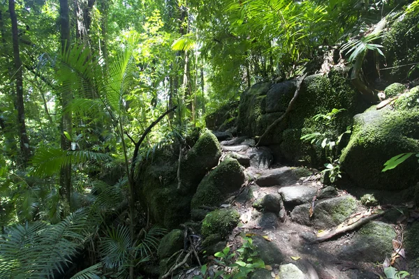 Yağmur ormanları Mossman Gorge