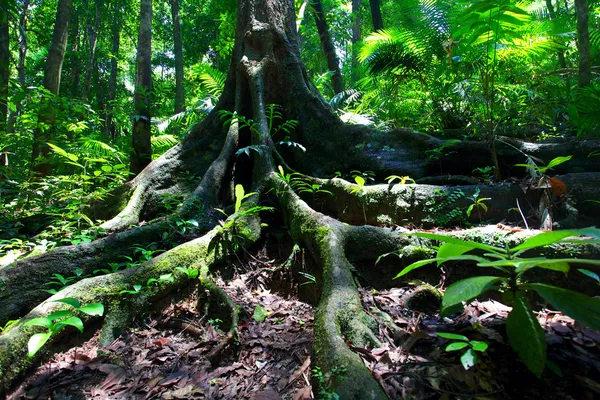 Antico albero della foresta pluviale nella foresta di Daintree — Foto Stock