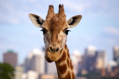 zürafa başını