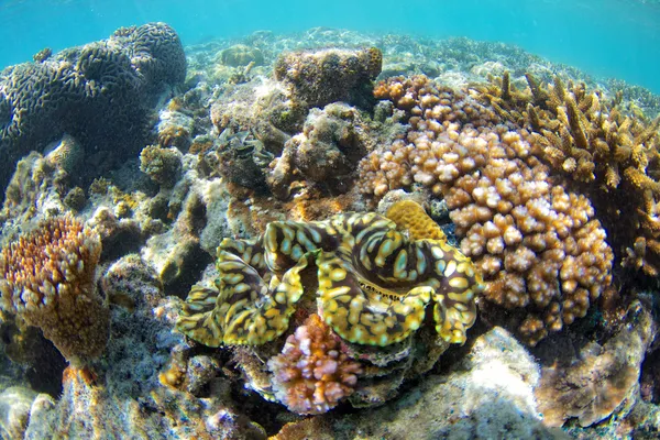 Amêijoa gigante no recife de coral — Fotografia de Stock