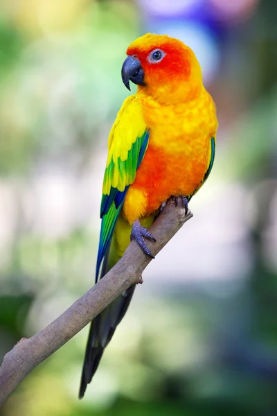 Pássaro de sol colorido — Fotografia de Stock