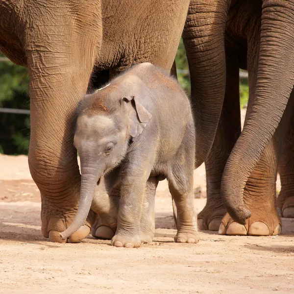 Baby elefant promenader — Stockfoto
