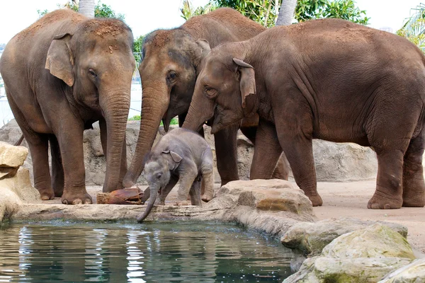 Boire de l'éléphant bébé — Photo