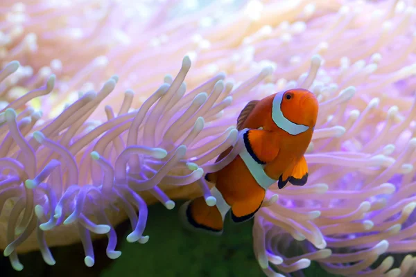 Tropical payaso pescado escondido en anémona gran barrera de coral — Foto de Stock