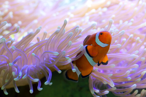 Tropical Clown Fish Hiding In Anemone Great Barrier Reef