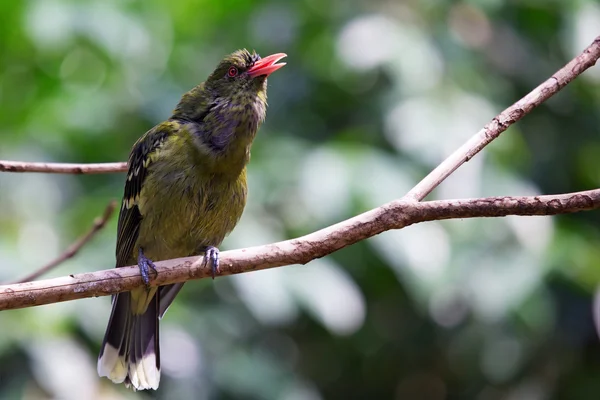 Australasian Figbird — Φωτογραφία Αρχείου