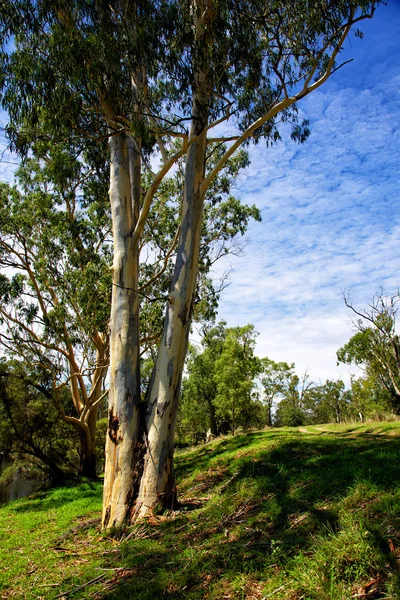 Australian bush landskap — Stockfoto