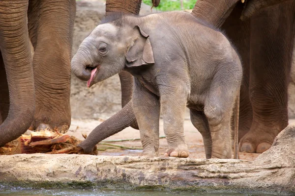 Bébé éléphant — Photo