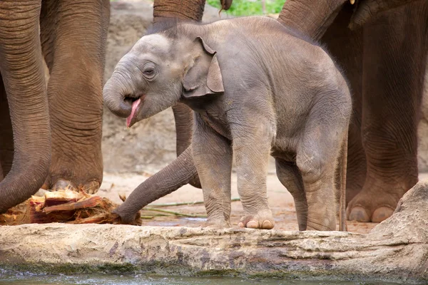 Elefantenbaby — Stockfoto