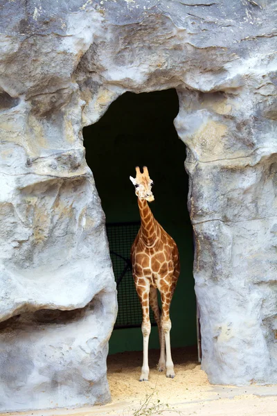 Bebek zürafa — Stok fotoğraf