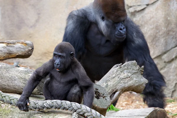 Baby Gorilla und Silberrücken — Stockfoto