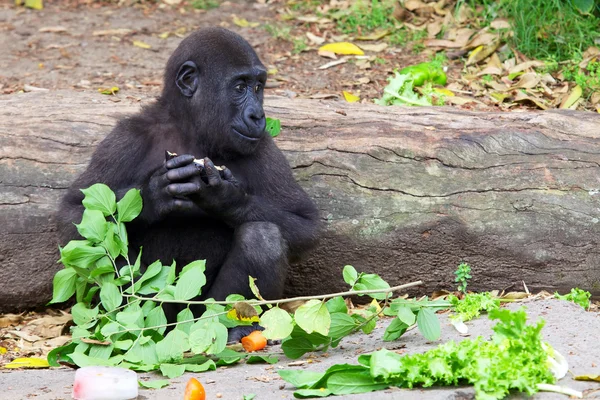 Junge Gorillas — Stockfoto