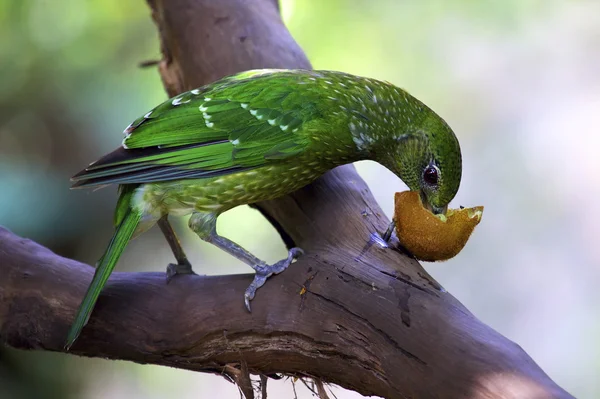 Pássaro verde comendo frutas — Fotografia de Stock